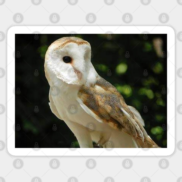 European Barn Owl Sticker by BirdsnStuff