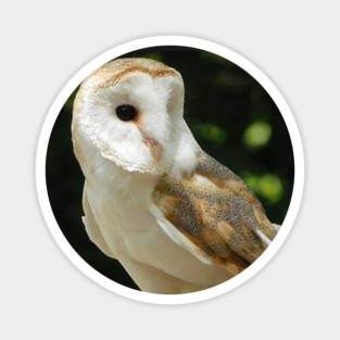 European Barn Owl Magnet