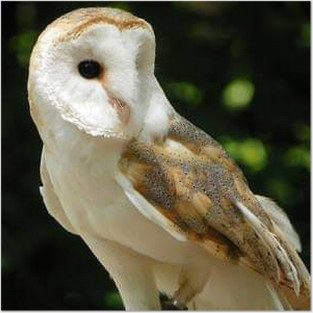 European Barn Owl Posters and Art