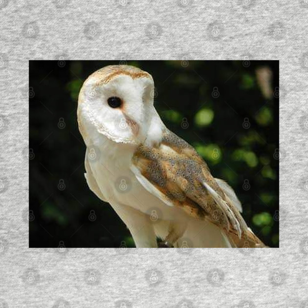 European Barn Owl by BirdsnStuff