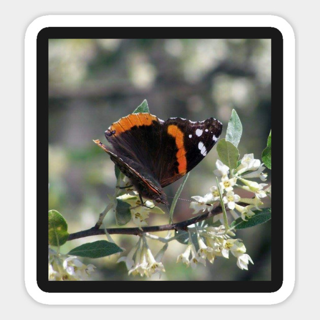 Orange and Black Butterfly with white spots Magnet by BirdsnStuff