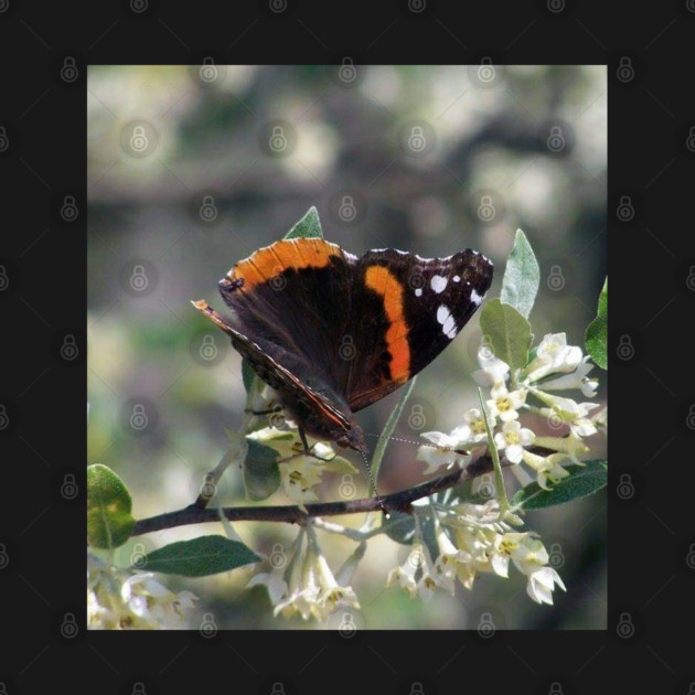 Orange and Black Butterfly with white spots by BirdsnStuff
