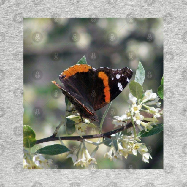Orange and Black Butterfly with white spots by BirdsnStuff
