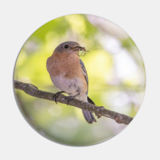 Eastern Bluebird with breakfast Pin