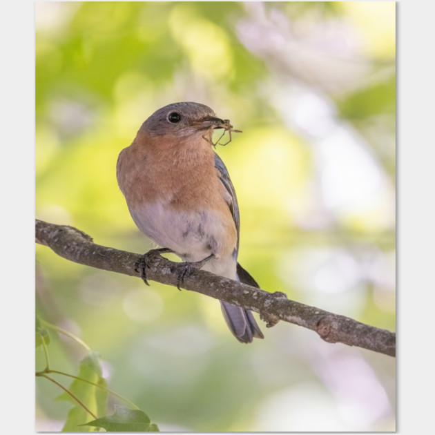 Eastern Bluebird with breakfast Wall Art by BirdsnStuff