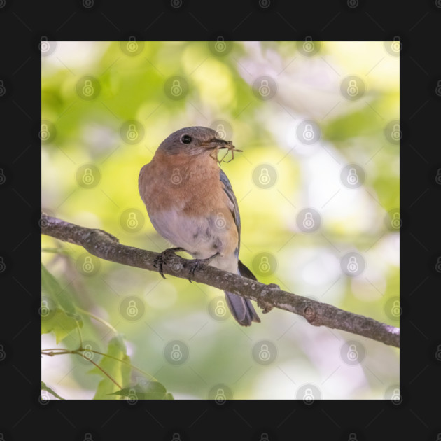 Eastern Bluebird with breakfast by BirdsnStuff