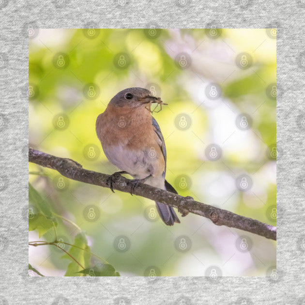 Eastern Bluebird with breakfast by BirdsnStuff