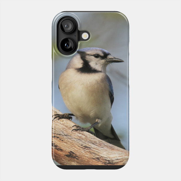 Blue Jay Side Pose Phone Case by BirdsnStuff