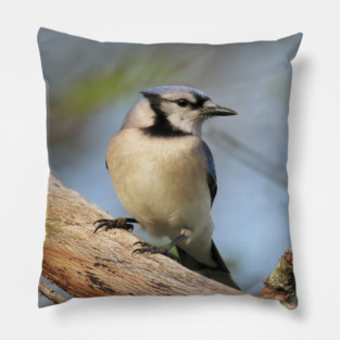 Blue Jay Side Pose Pillow