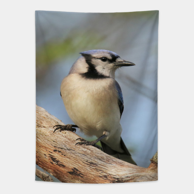 Blue Jay Side Pose Tapestry by BirdsnStuff