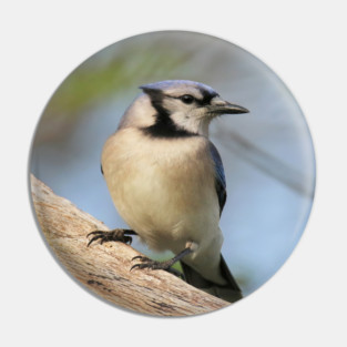 Blue Jay Side Pose Pin