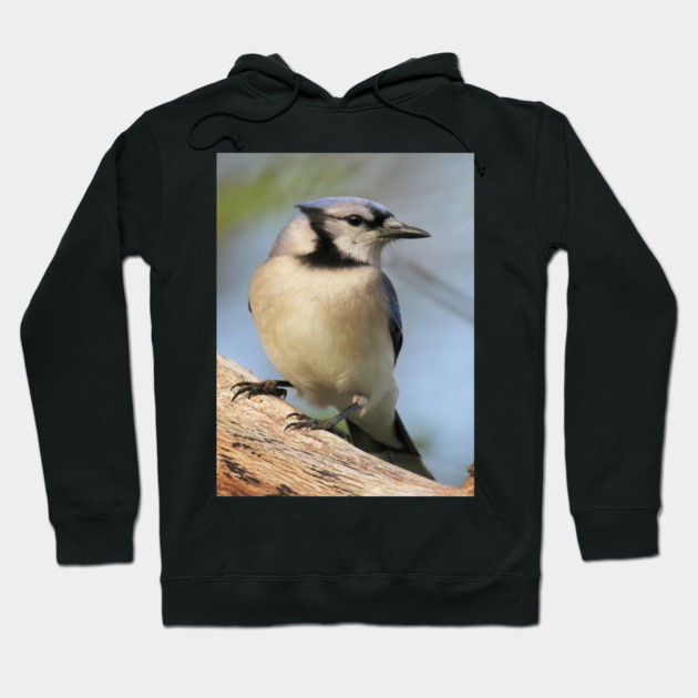 Blue Jay Side Pose Hoodie by BirdsnStuff