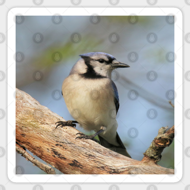 Blue Jay Side Pose Sticker by BirdsnStuff