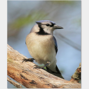 Blue Jay Side Pose Posters and Art