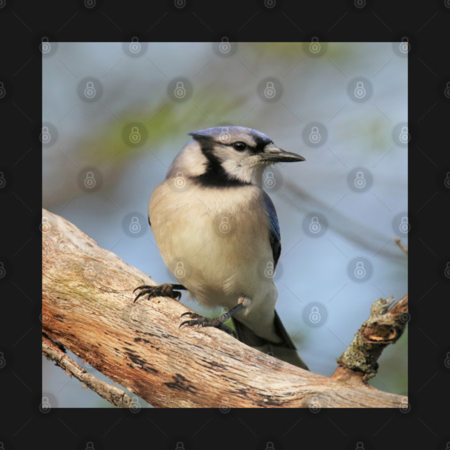 Blue Jay Side Pose by BirdsnStuff