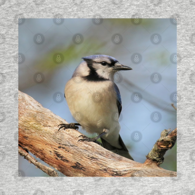 Blue Jay Side Pose by BirdsnStuff