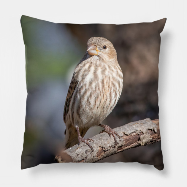 A Very Sweet Female House Finch Posing Prettily Pillow by BirdsnStuff