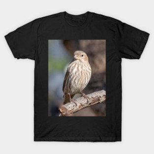 A Very Sweet Female House Finch Posing Prettily T-Shirt