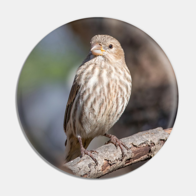 A Very Sweet Female House Finch Posing Prettily Pin by BirdsnStuff