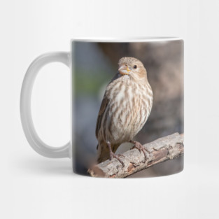 A Very Sweet Female House Finch Posing Prettily Mug