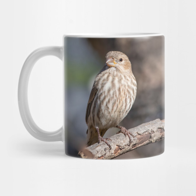 A Very Sweet Female House Finch Posing Prettily by BirdsnStuff