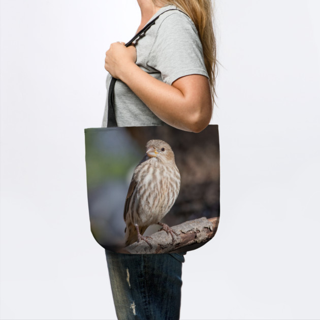 A Very Sweet Female House Finch Posing Prettily by BirdsnStuff