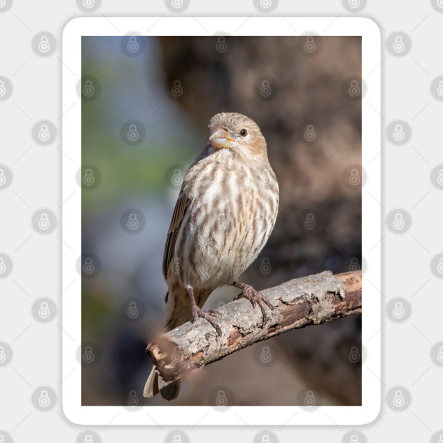 A Very Sweet Female House Finch Posing Prettily Sticker by BirdsnStuff