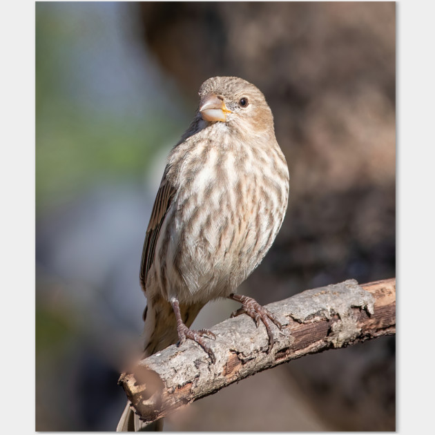 A Very Sweet Female House Finch Posing Prettily Wall Art by BirdsnStuff