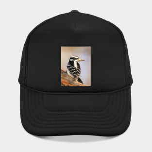 Hairy Woodpecker, bird, North American Bird, Songbird, Backyard Bird Hat