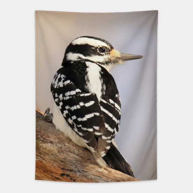 Hairy Woodpecker, bird, North American Bird, Songbird, Backyard Bird Tapestry by BirdsnStuff