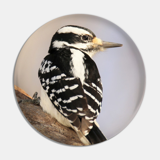 Hairy Woodpecker, bird, North American Bird, Songbird, Backyard Bird Pin by BirdsnStuff