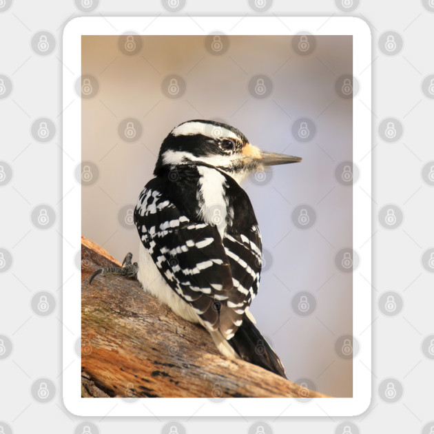 Hairy Woodpecker, bird, North American Bird, Songbird, Backyard Bird Sticker by BirdsnStuff