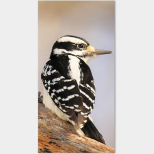 Hairy Woodpecker, bird, North American Bird, Songbird, Backyard Bird Posters and Art