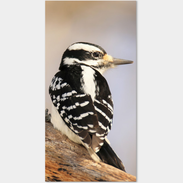 Hairy Woodpecker, bird, North American Bird, Songbird, Backyard Bird Wall Art by BirdsnStuff