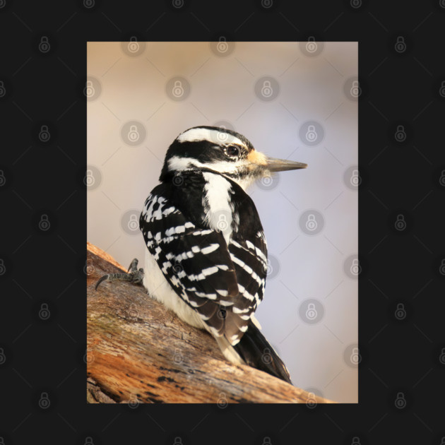Hairy Woodpecker, bird, North American Bird, Songbird, Backyard Bird by BirdsnStuff