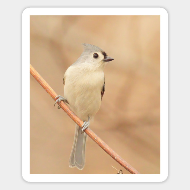 Tufted Titmouse with soft out of focus background Magnet by BirdsnStuff