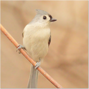 Tufted Titmouse with soft out of focus background Posters and Art