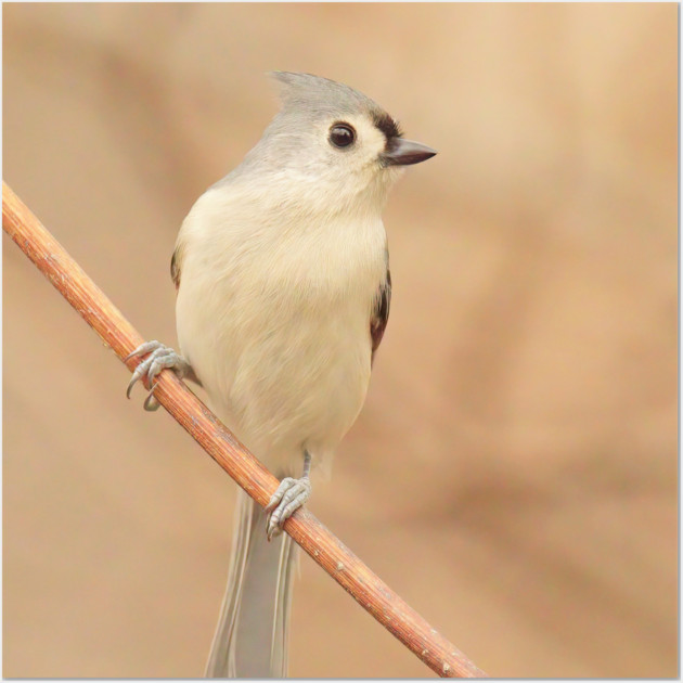 Tufted Titmouse with soft out of focus background Wall Art by BirdsnStuff