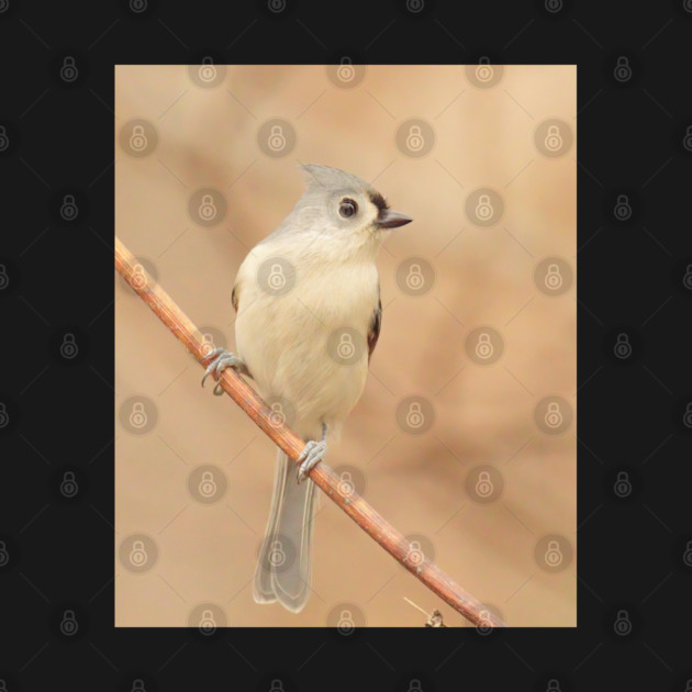 Tufted Titmouse with soft out of focus background by BirdsnStuff