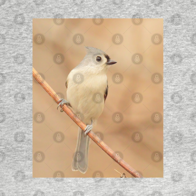 Tufted Titmouse with soft out of focus background by BirdsnStuff