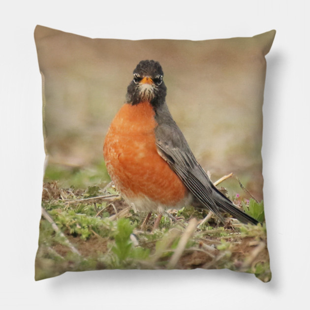 American Robin bird in an open field with out of focus foreground and background Pillow by BirdsnStuff