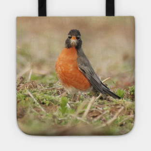 American Robin bird in an open field with out of focus foreground and background Tote