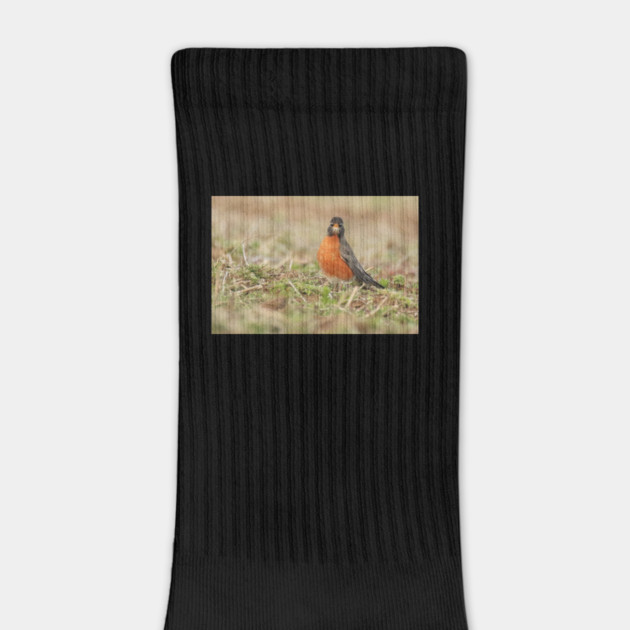 American Robin bird in an open field with out of focus foreground and background by BirdsnStuff