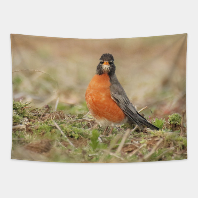American Robin bird in an open field with out of focus foreground and background Tapestry by BirdsnStuff
