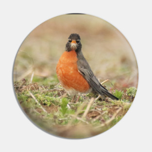 American Robin bird in an open field with out of focus foreground and background Pin