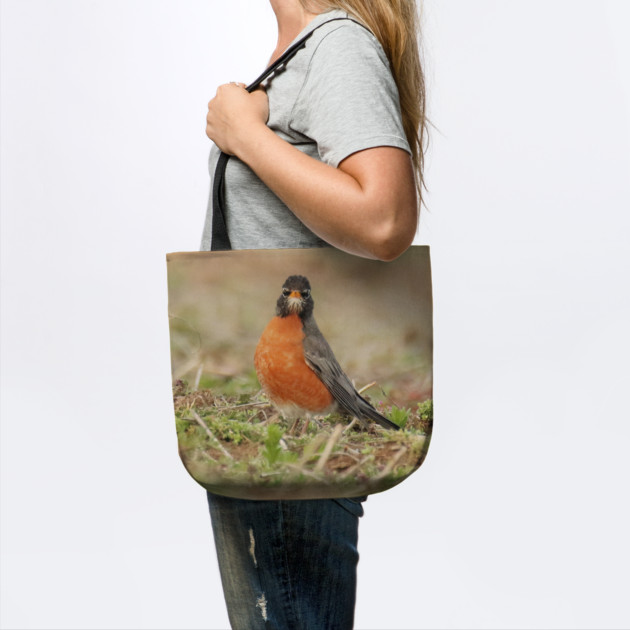 American Robin bird in an open field with out of focus foreground and background by BirdsnStuff