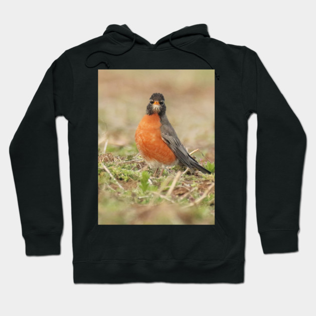 American Robin bird in an open field with out of focus foreground and background Hoodie by BirdsnStuff
