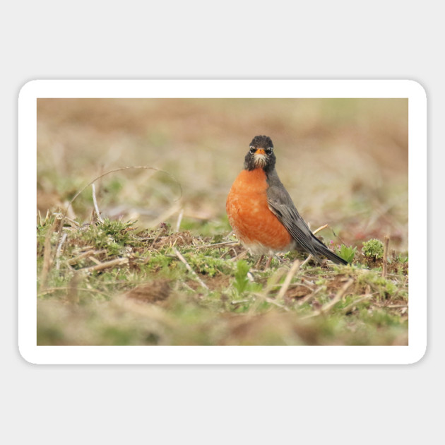 American Robin bird in an open field with out of focus foreground and background Magnet by BirdsnStuff
