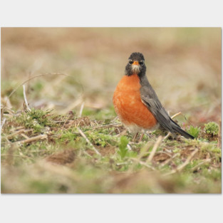 American Robin bird in an open field with out of focus foreground and background Posters and Art