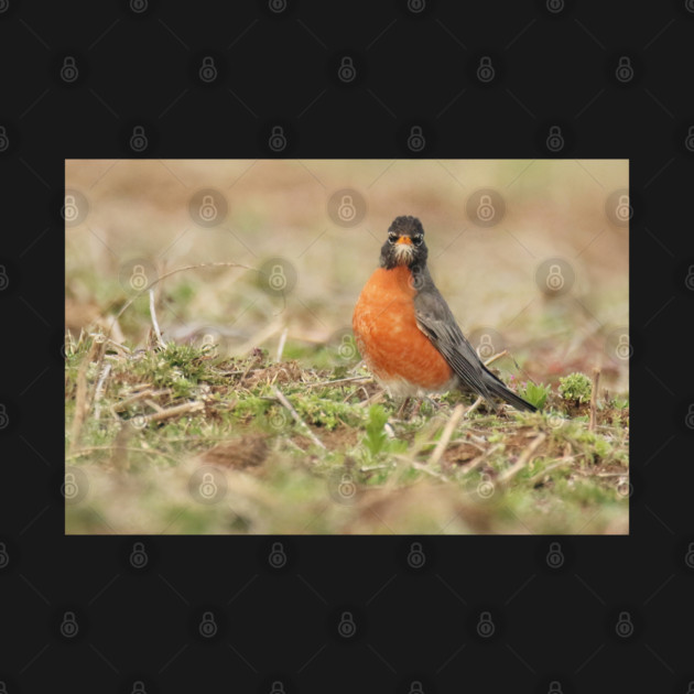 American Robin bird in an open field with out of focus foreground and background by BirdsnStuff